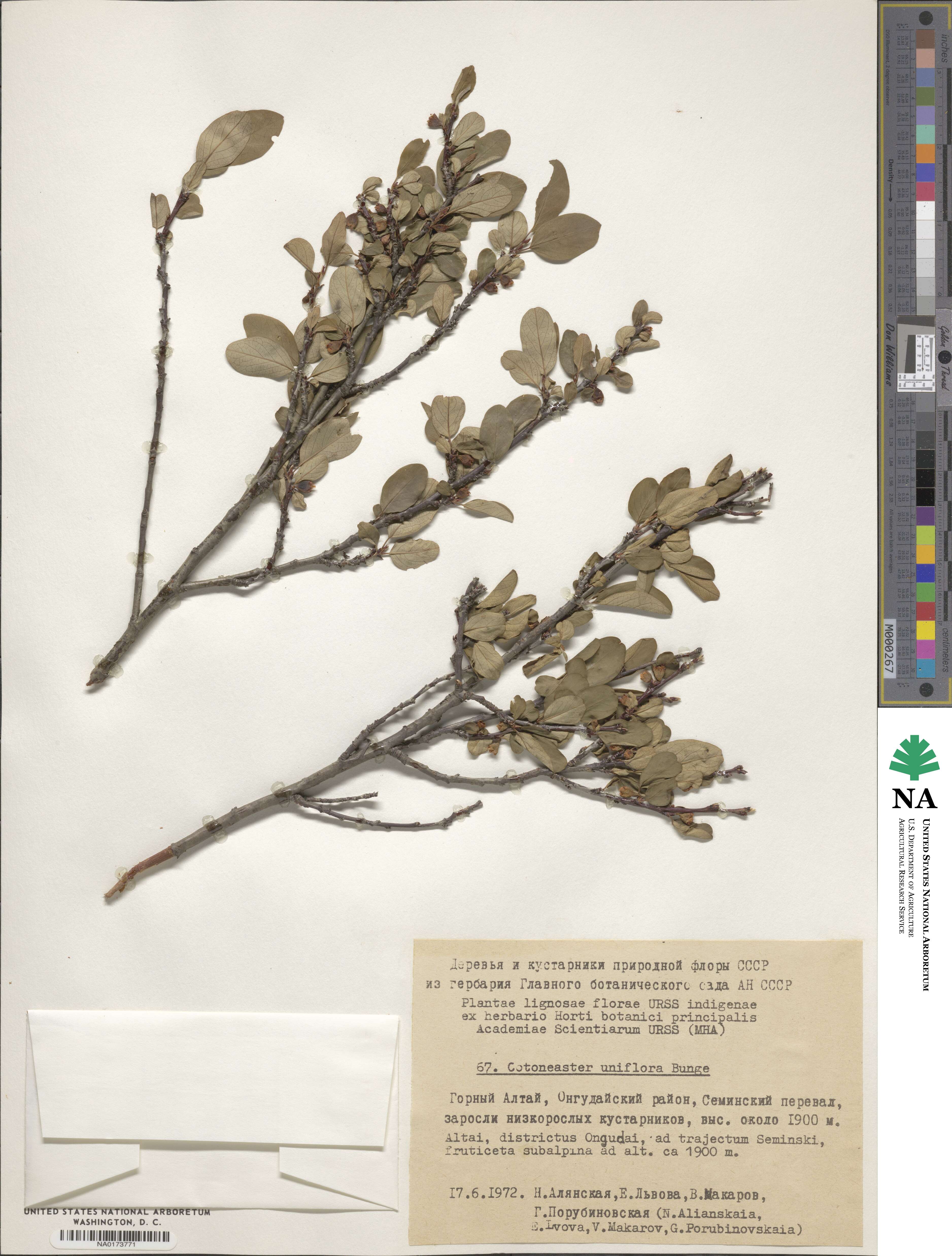 Cotoneaster uniflorus image