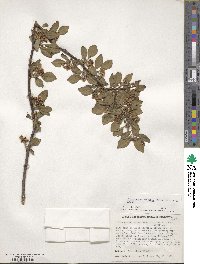 Cotoneaster silvestrii image