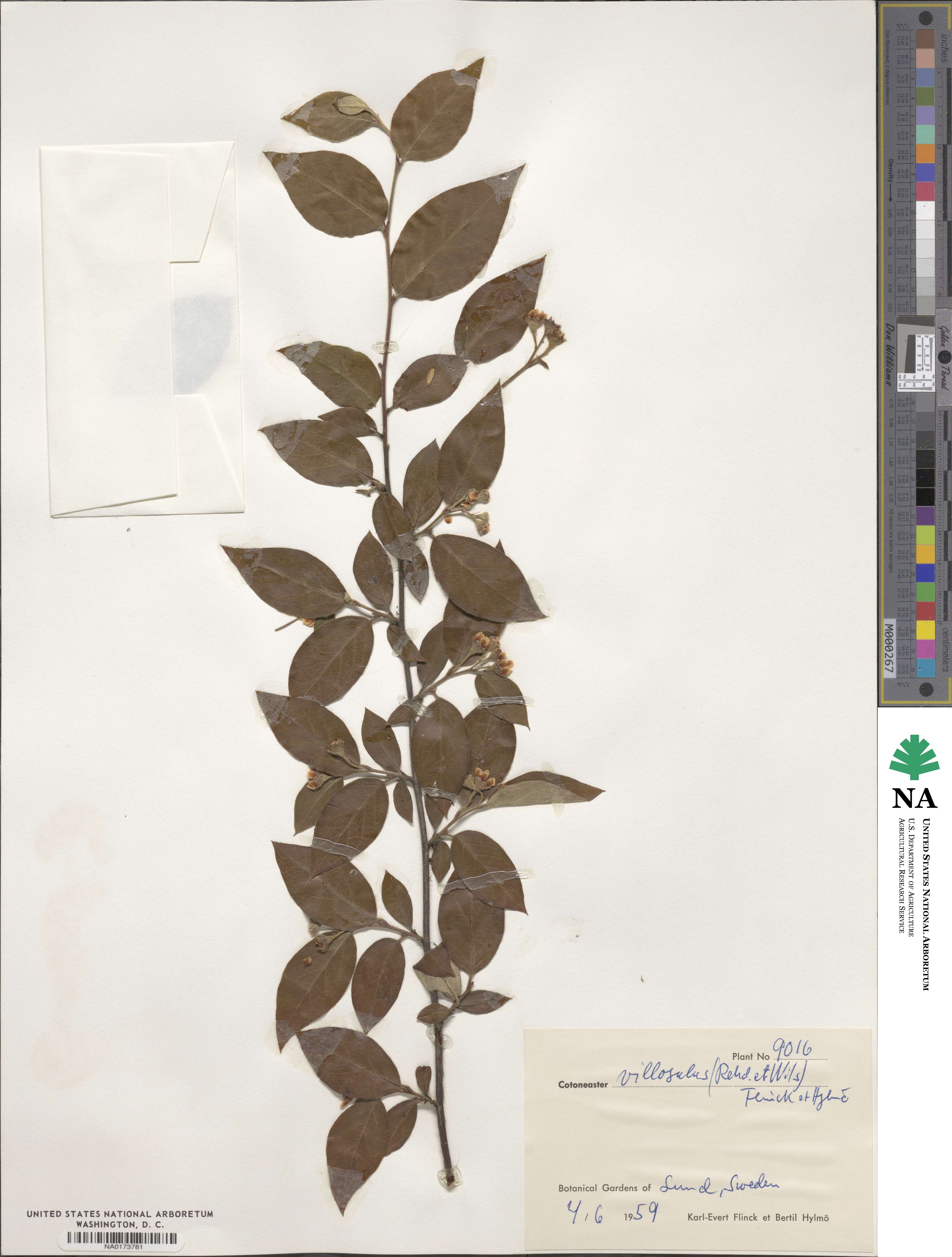 Cotoneaster ambiguus image