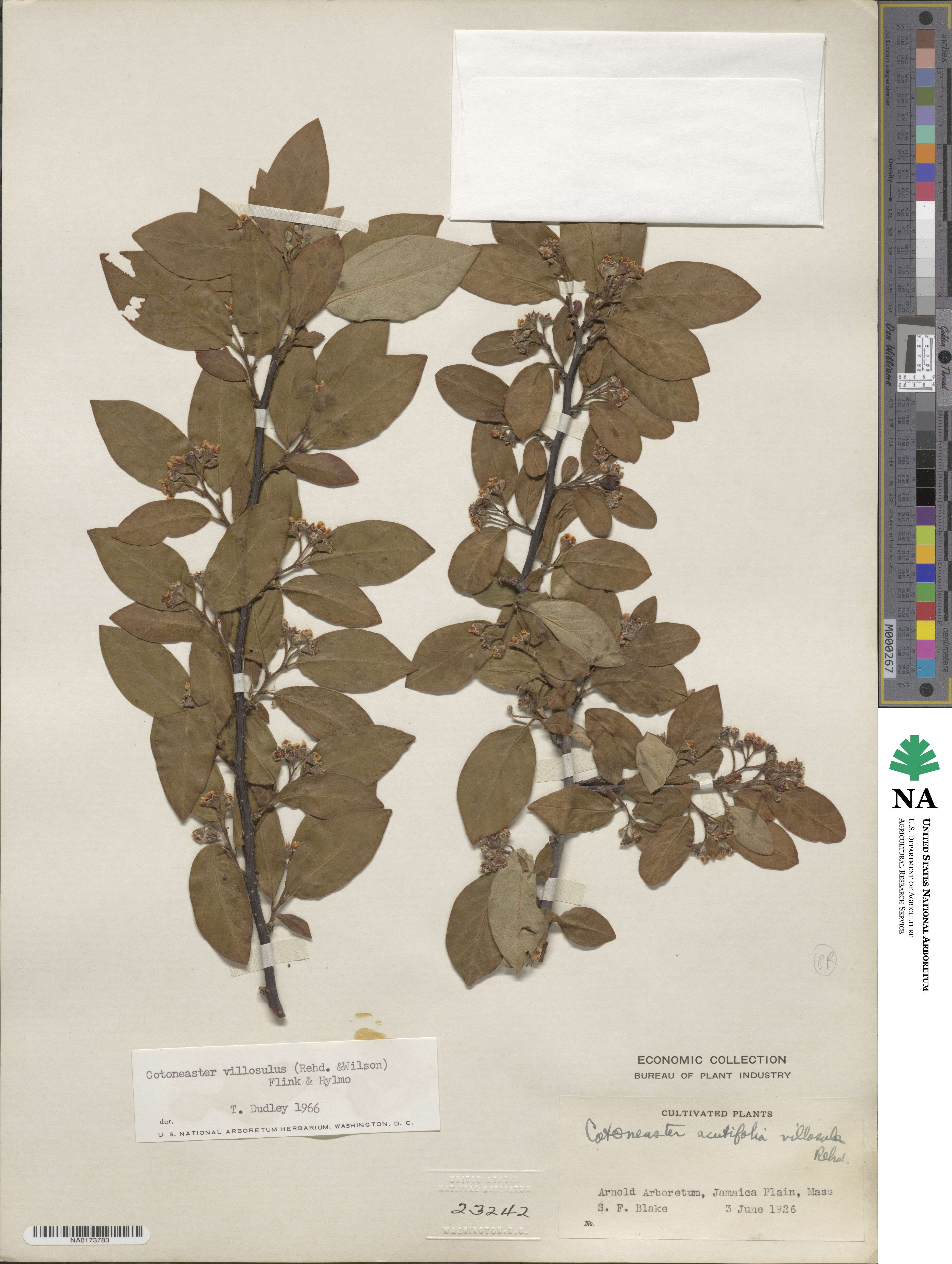 Cotoneaster ambiguus image