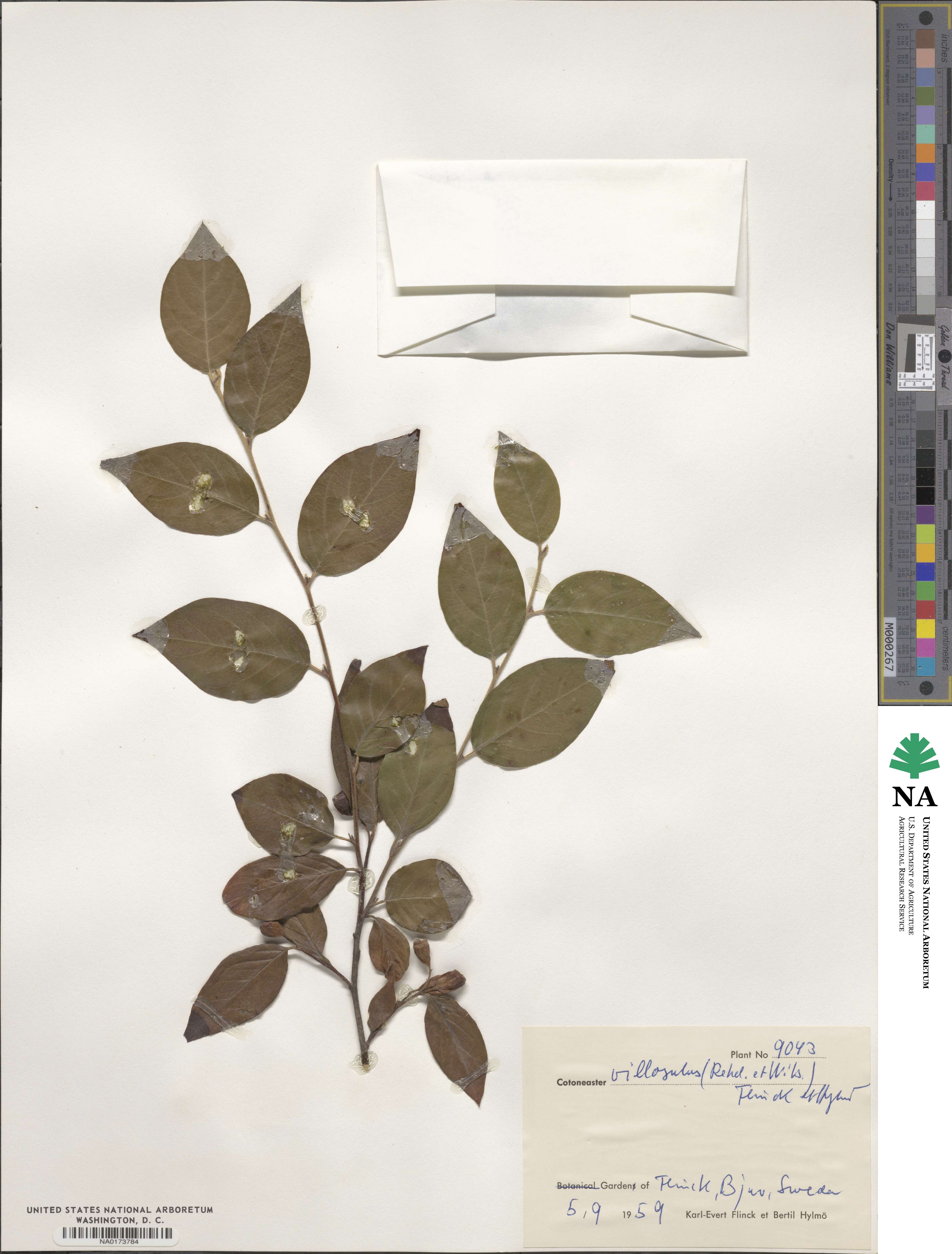 Cotoneaster ambiguus image