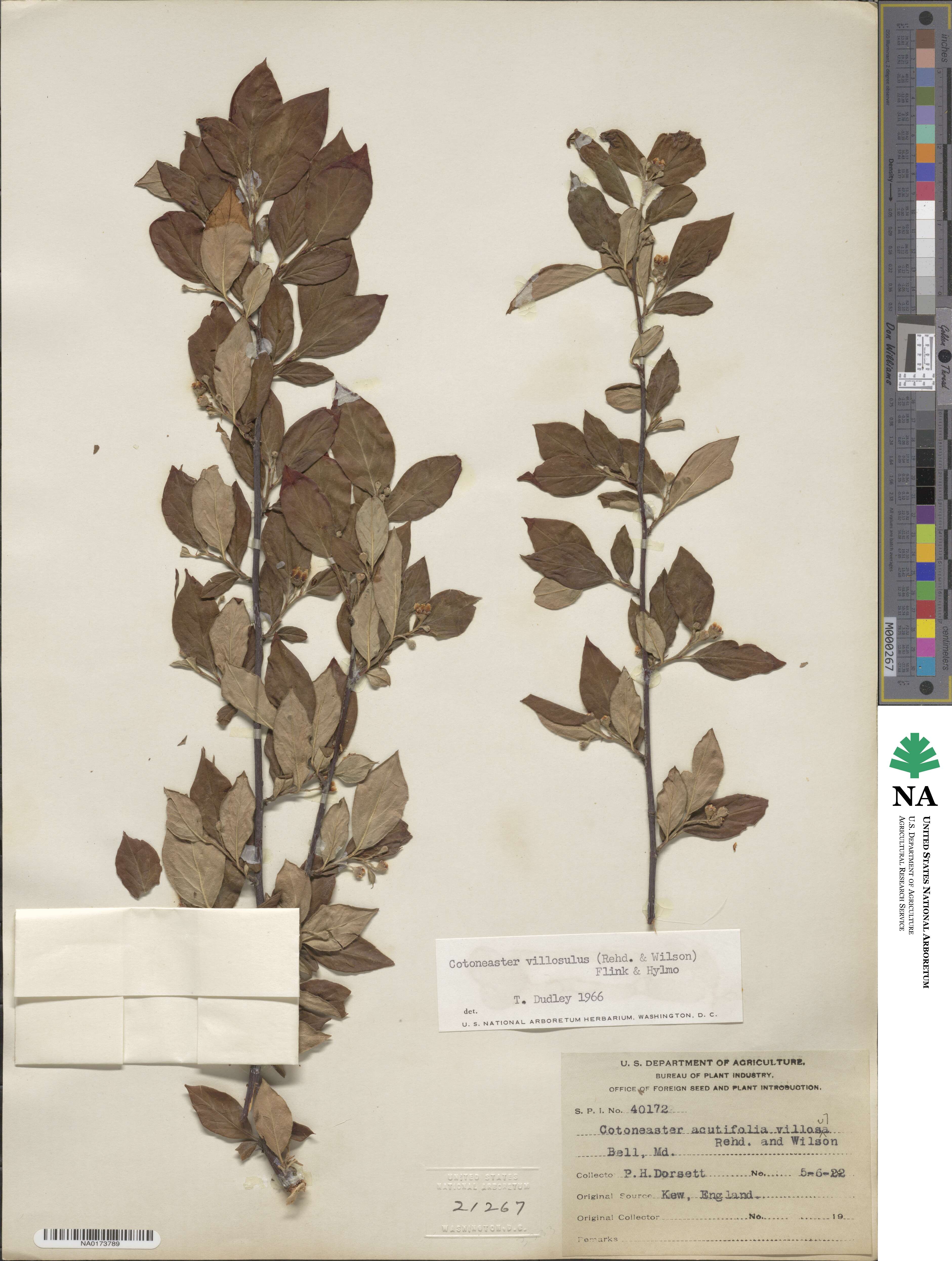 Cotoneaster image