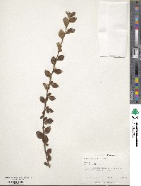 Cotoneaster wilsonii image