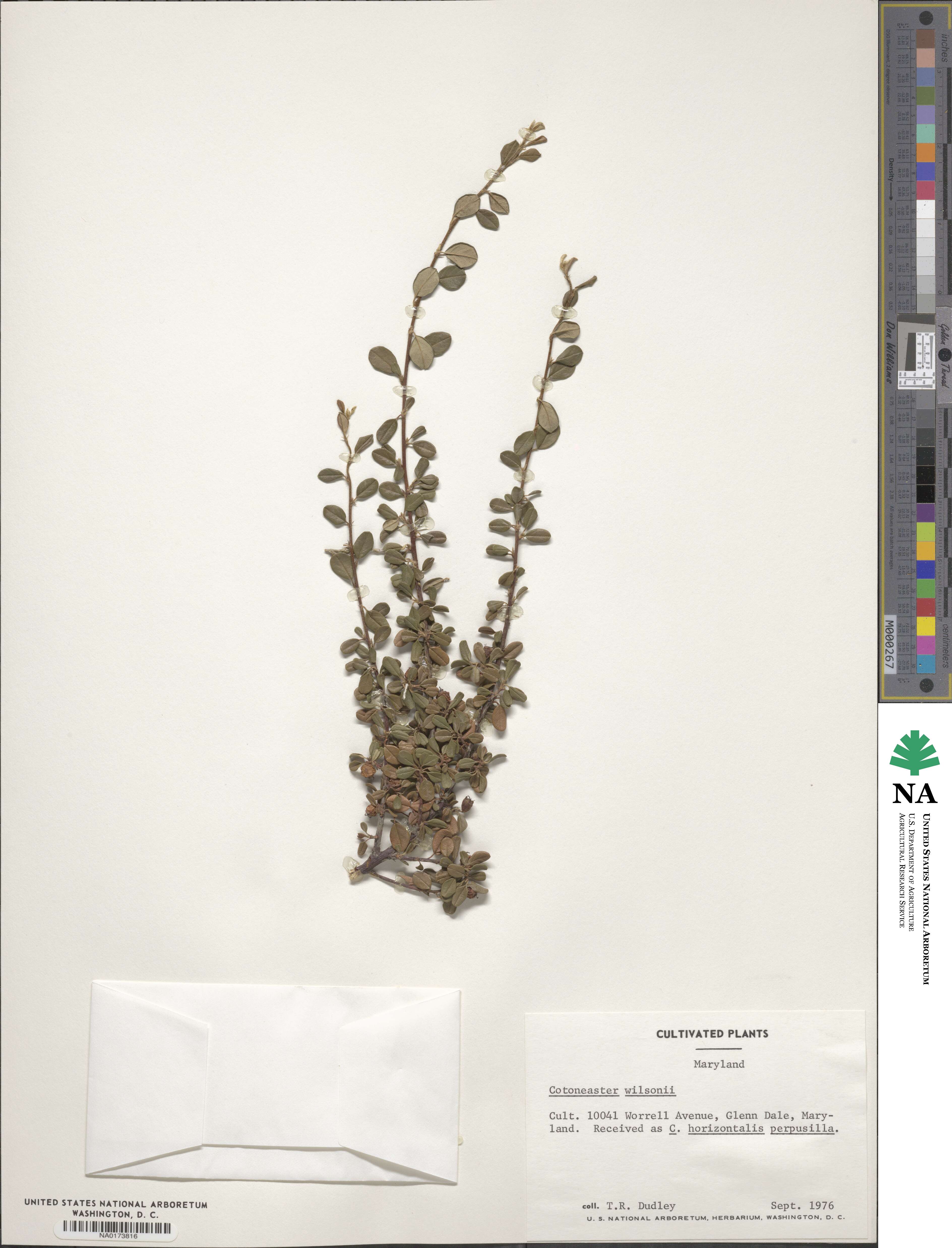 Cotoneaster wilsonii image