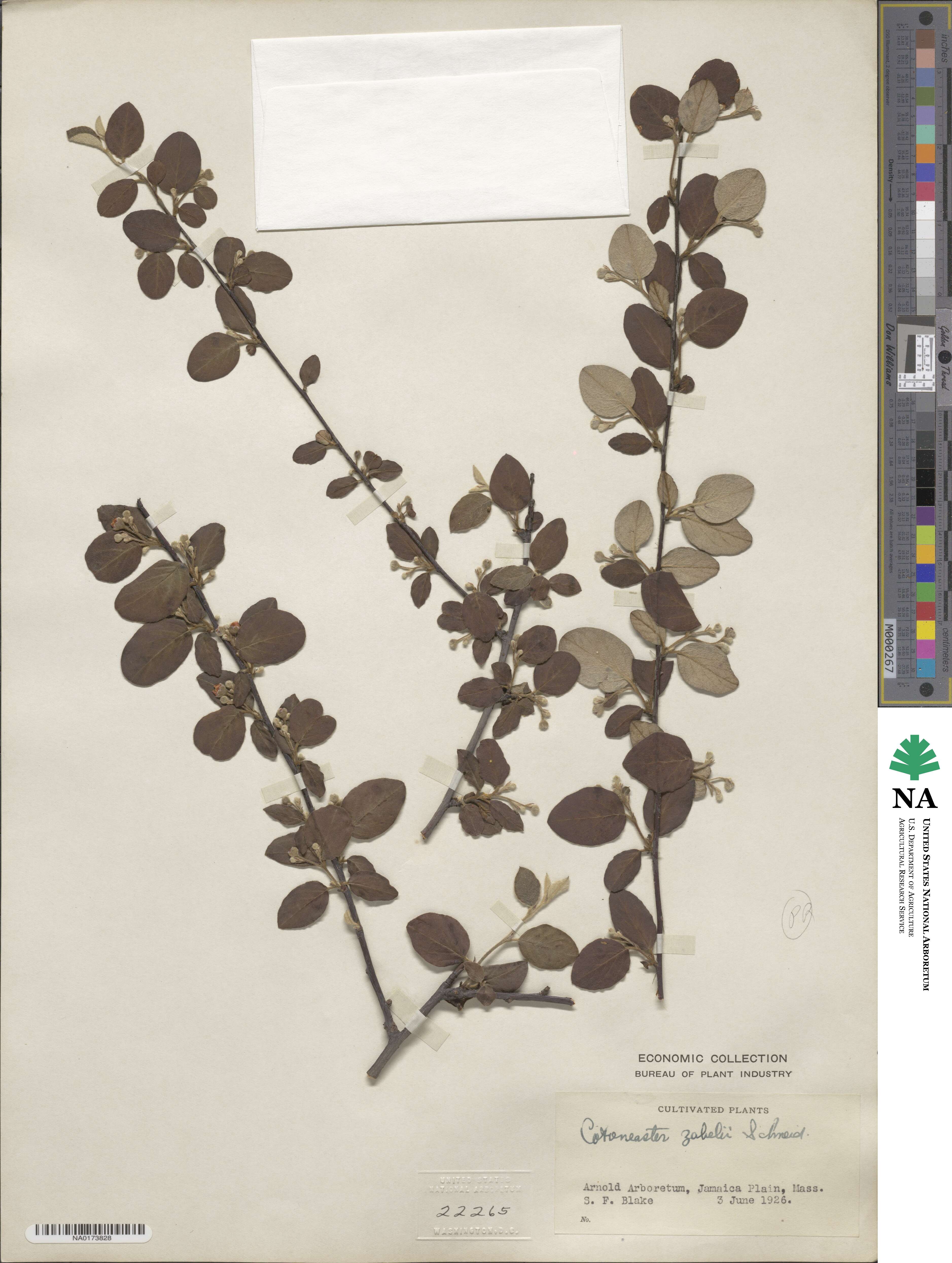Cotoneaster zabelii image