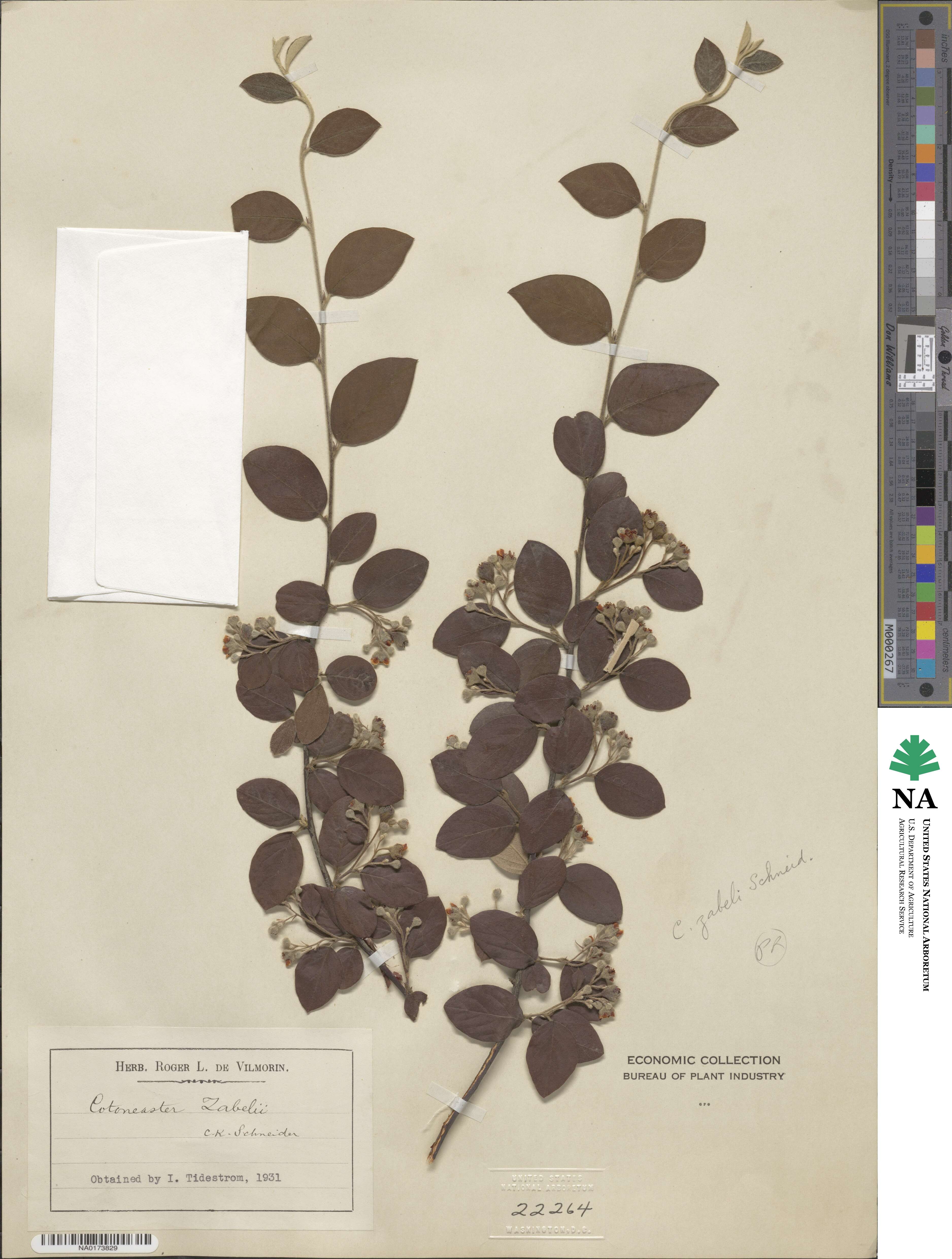 Cotoneaster zabelii image