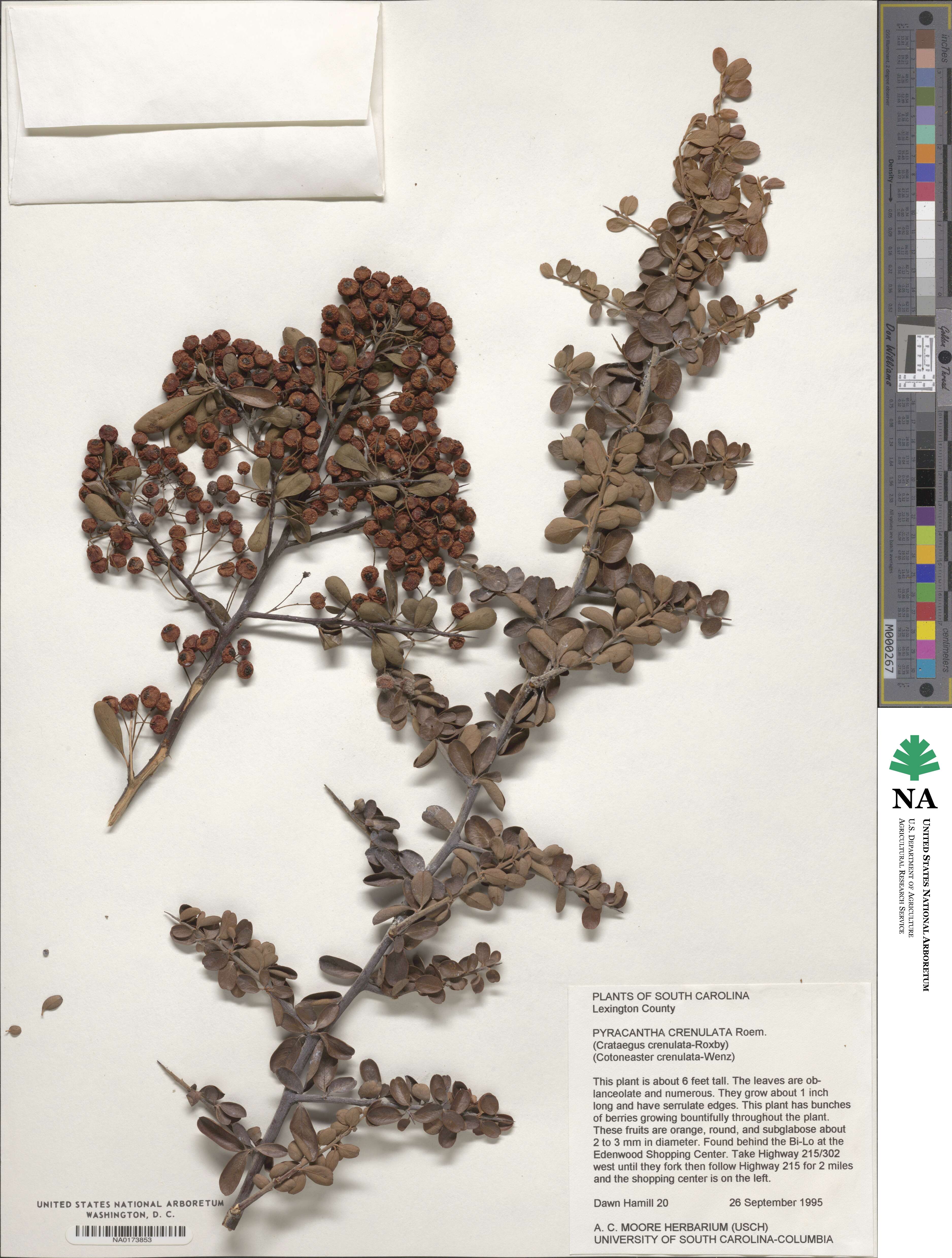 Pyracantha image