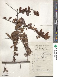 Pyracantha crenulata image