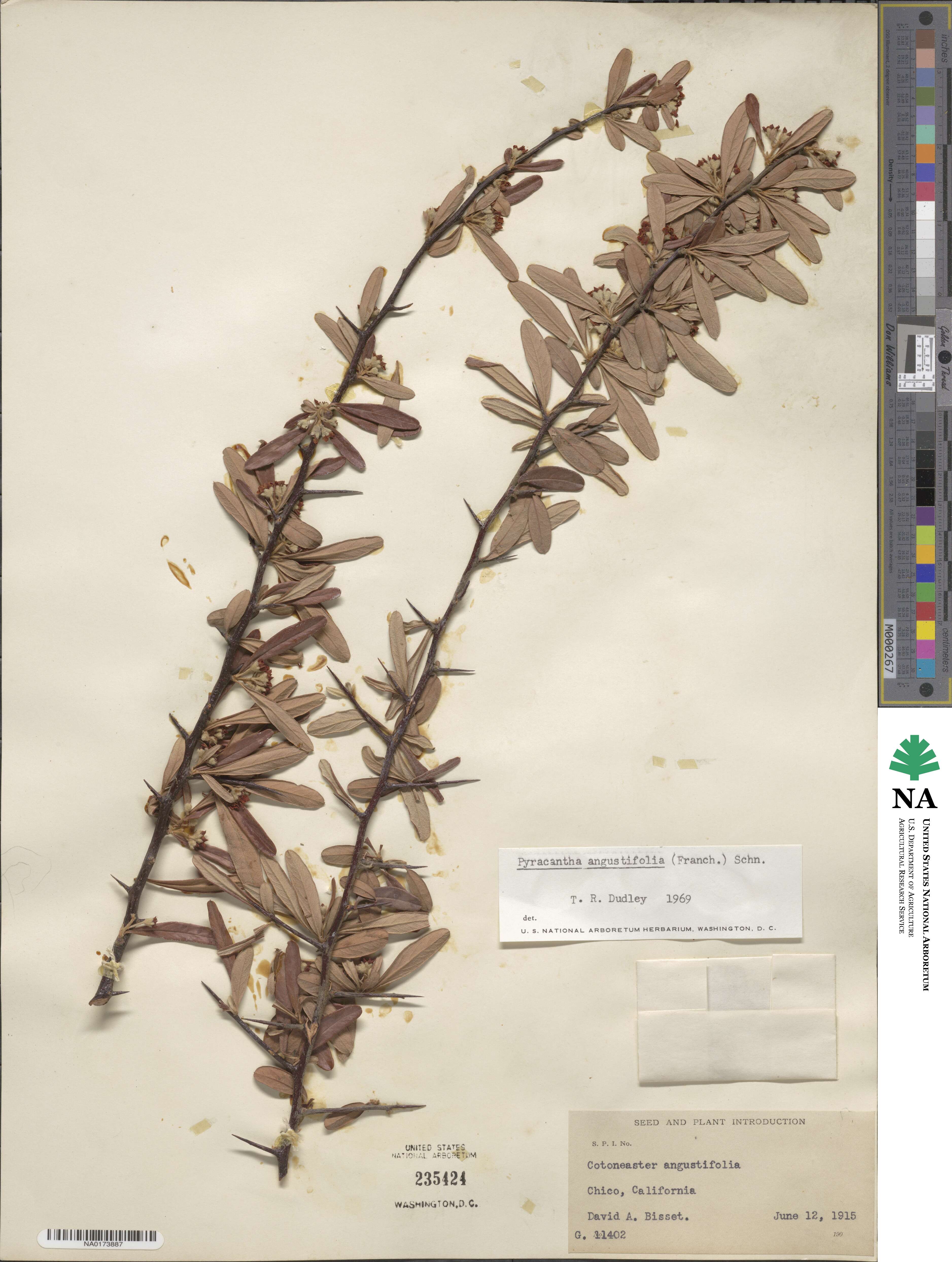 Pyracantha angustifolia image