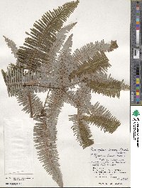 Dicranopteris linearis image