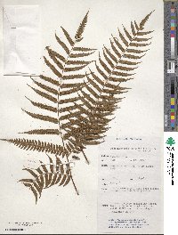 Dicranopteris linearis image