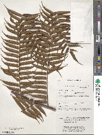 Dicranopteris linearis image