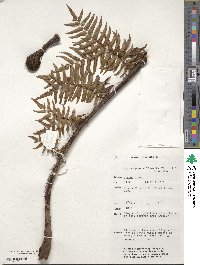 Dicranopteris linearis image