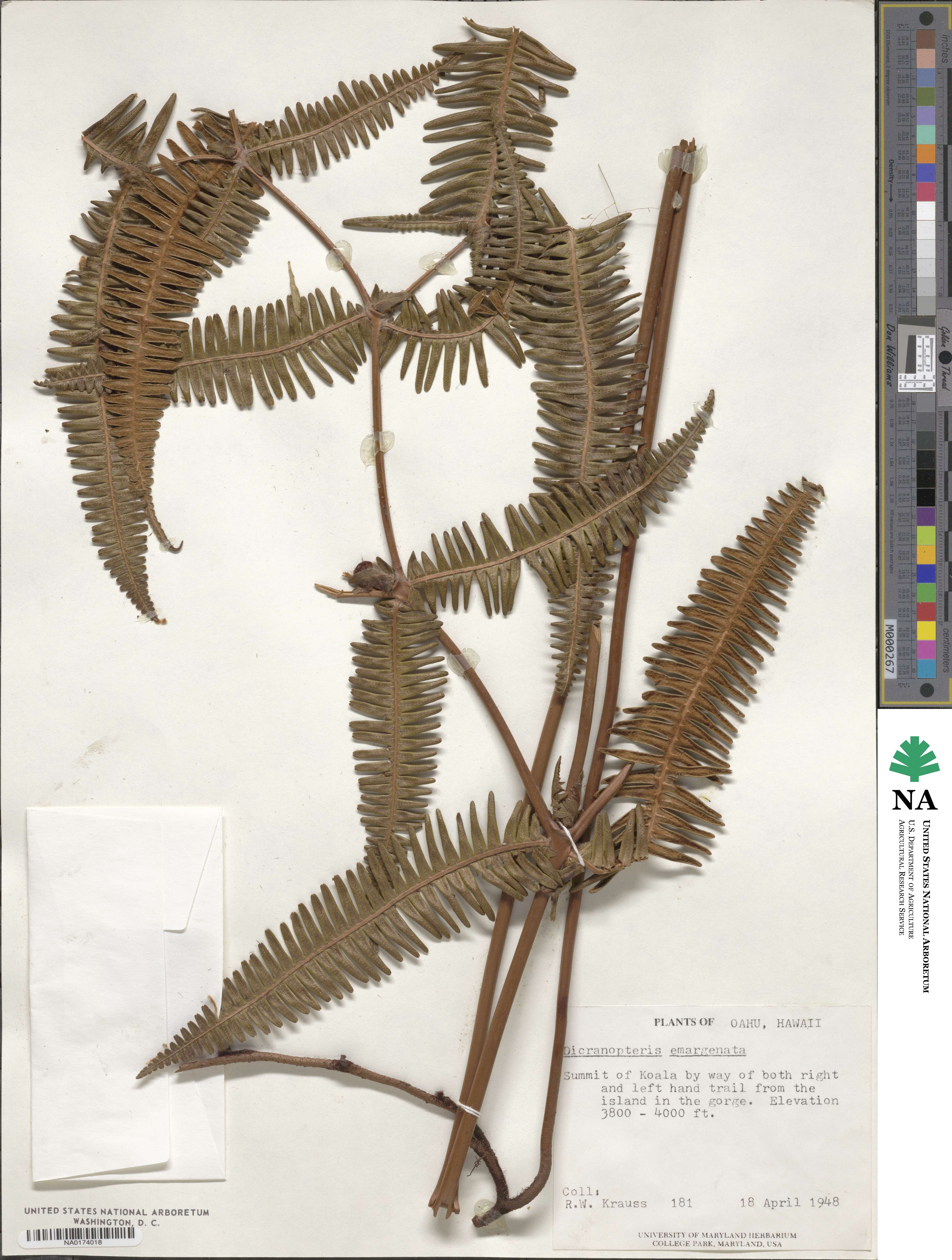 Dicranopteris linearis image