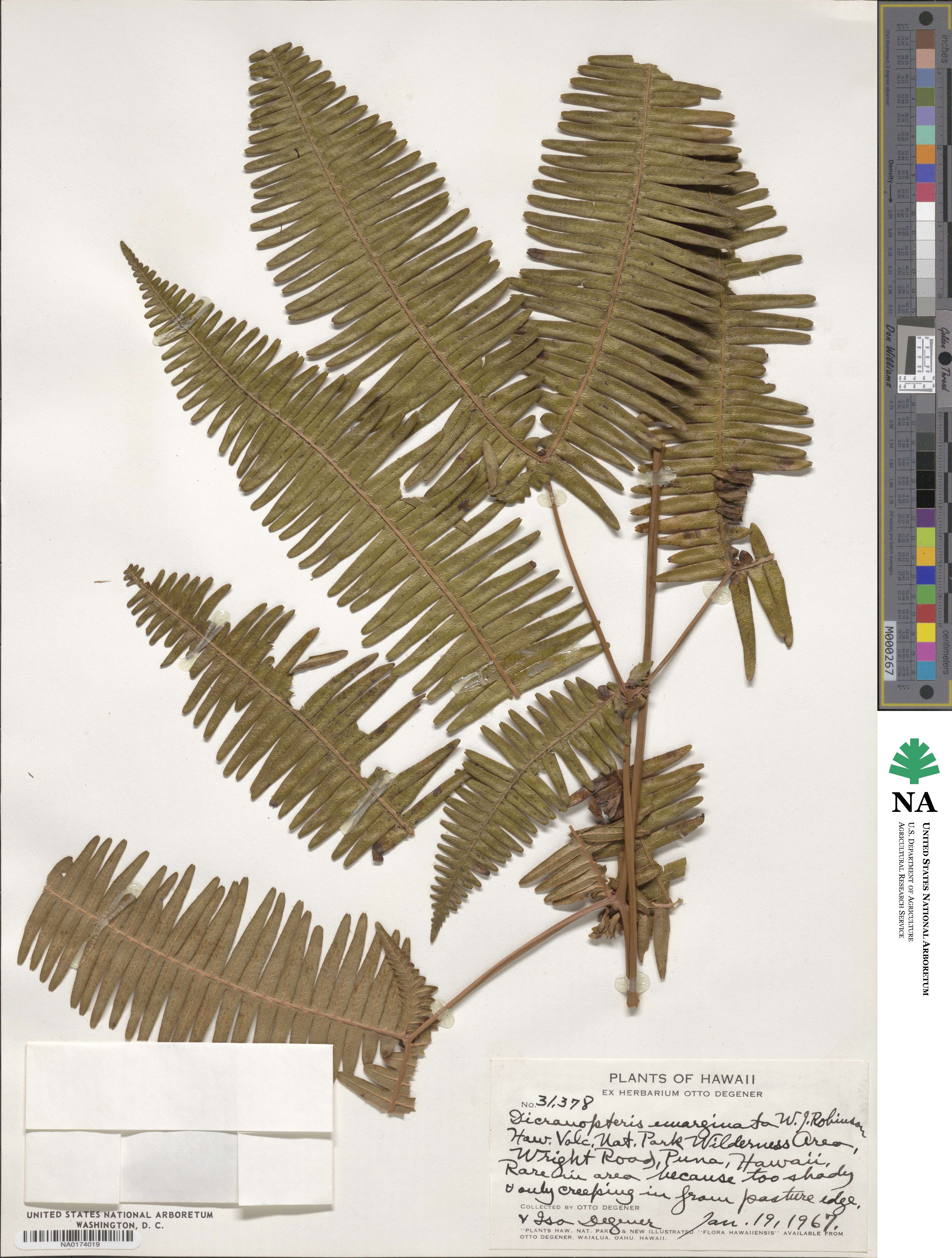 Dicranopteris linearis image