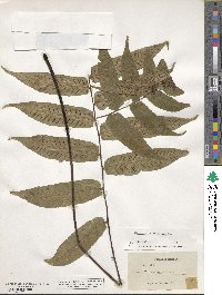 Image of Diplazium grandifolium