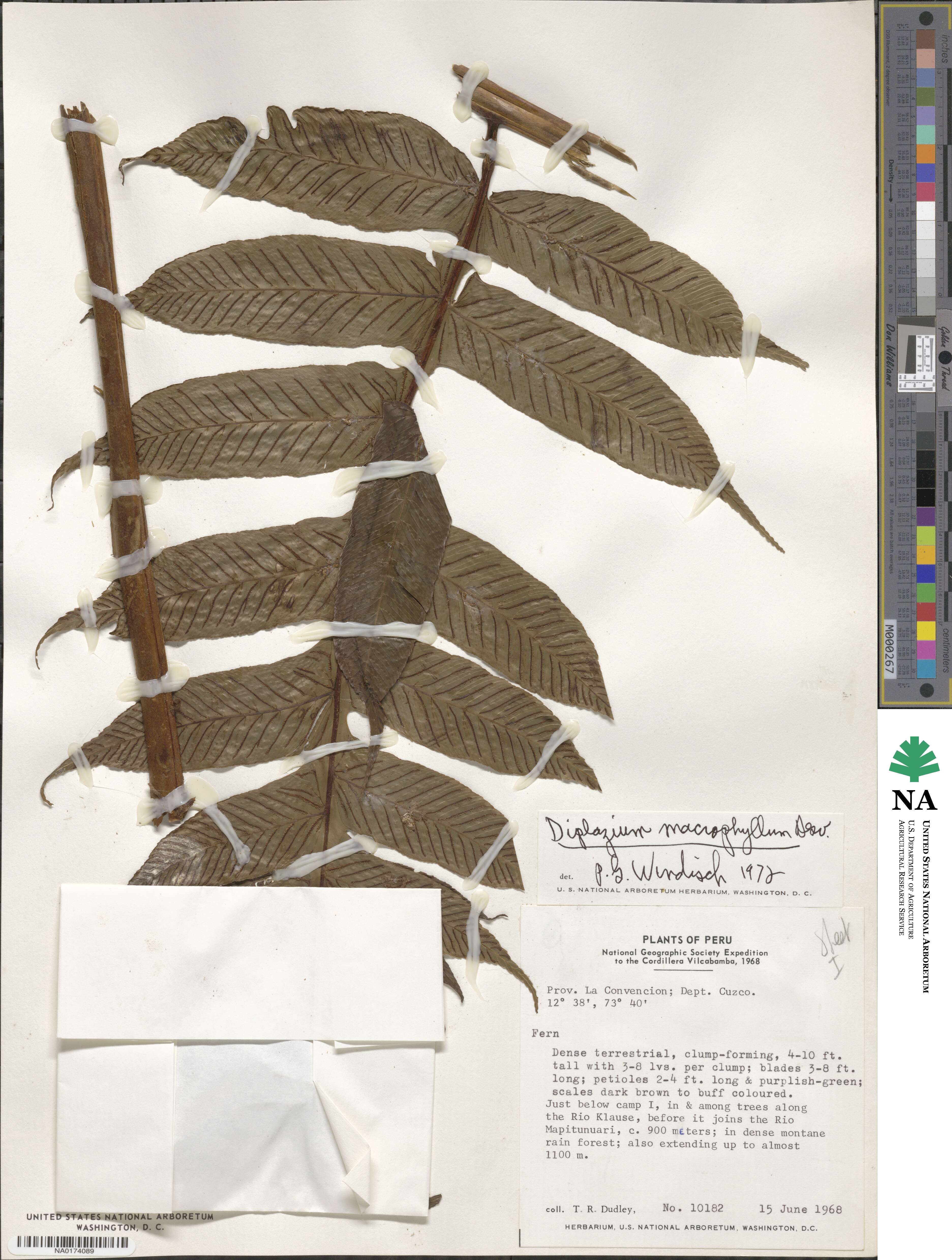 Diplazium macrophyllum image