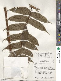 Image of Diplazium macrophyllum