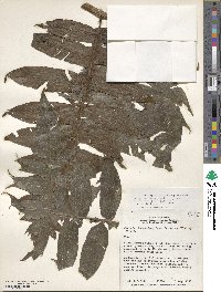 Diplazium macrophyllum image