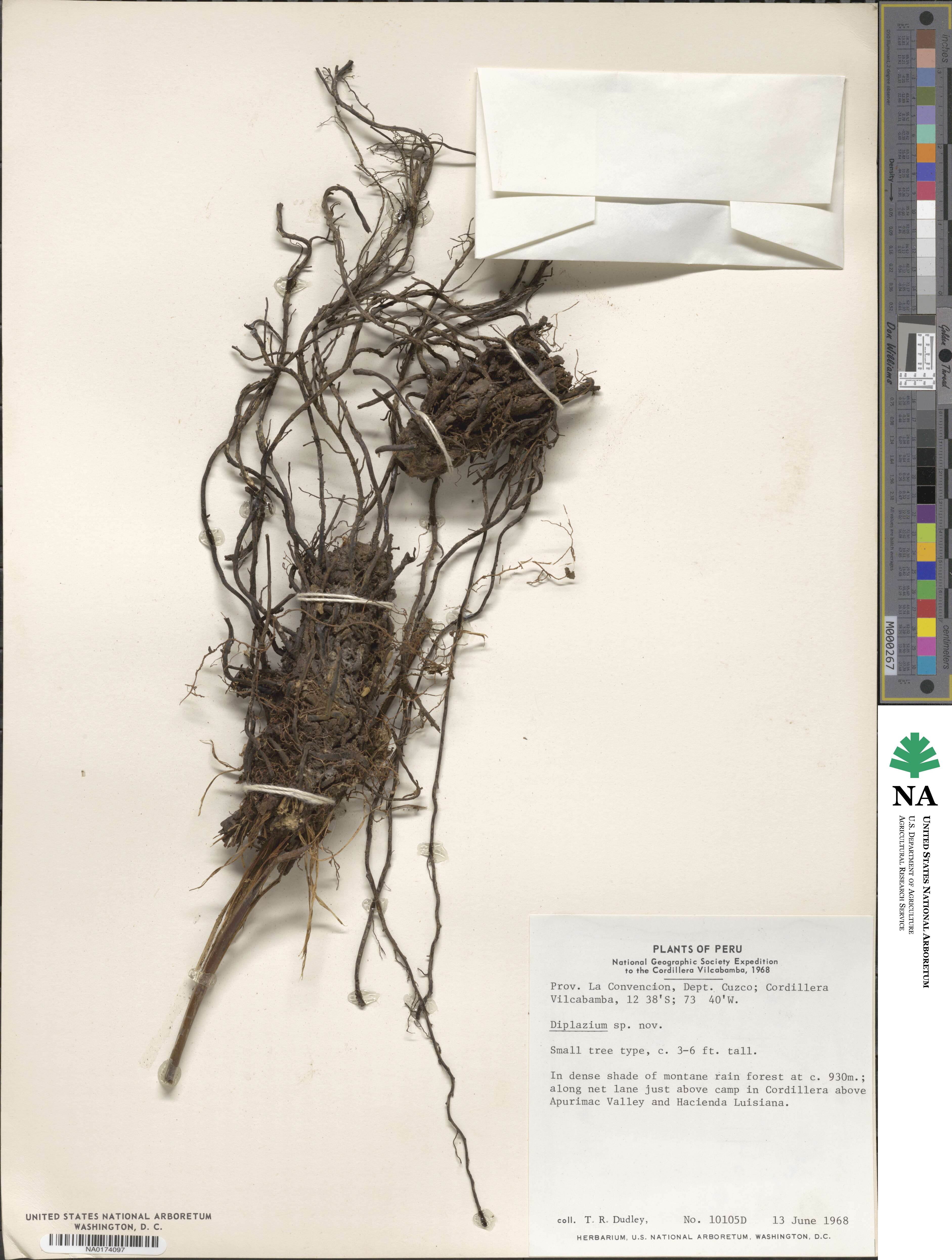 Diplazium image