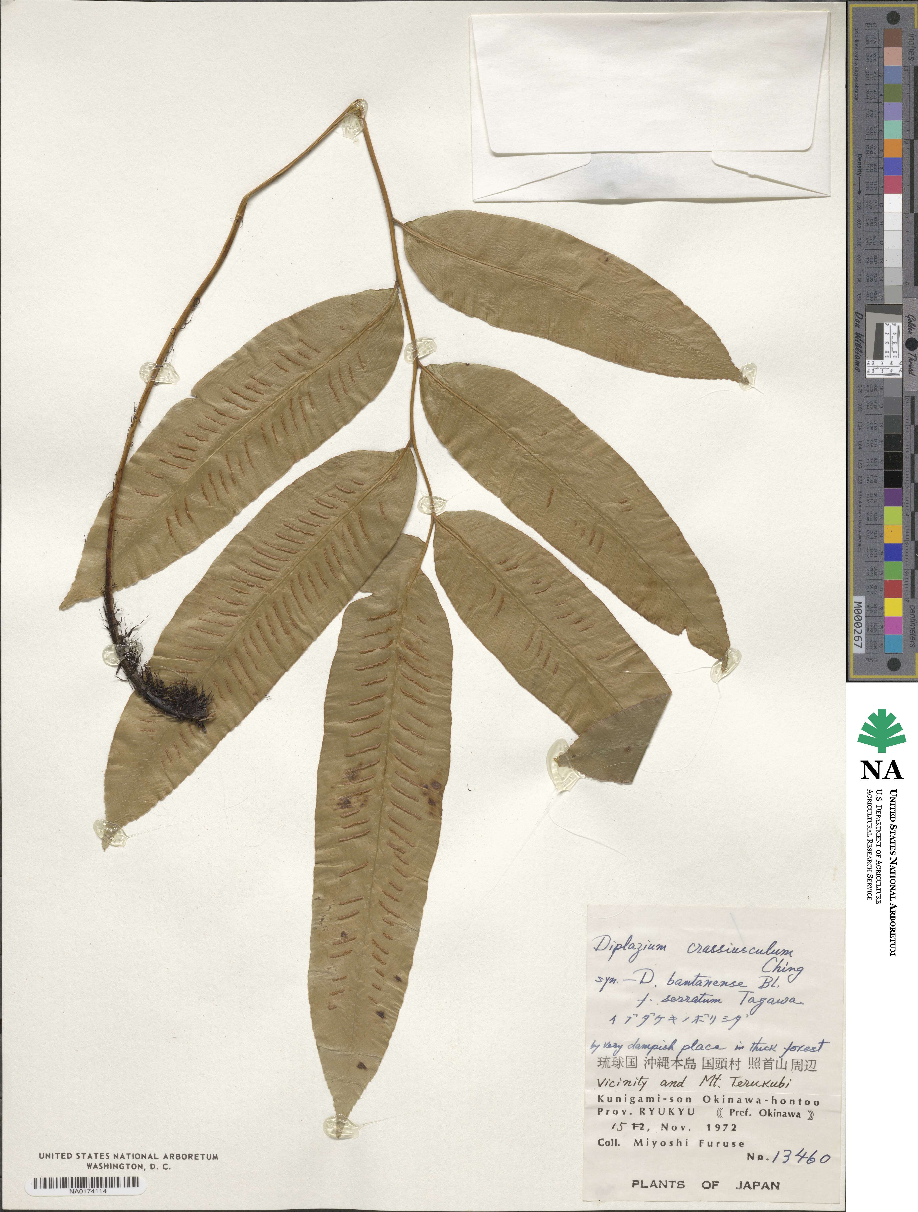 Diplazium crassiusculum image