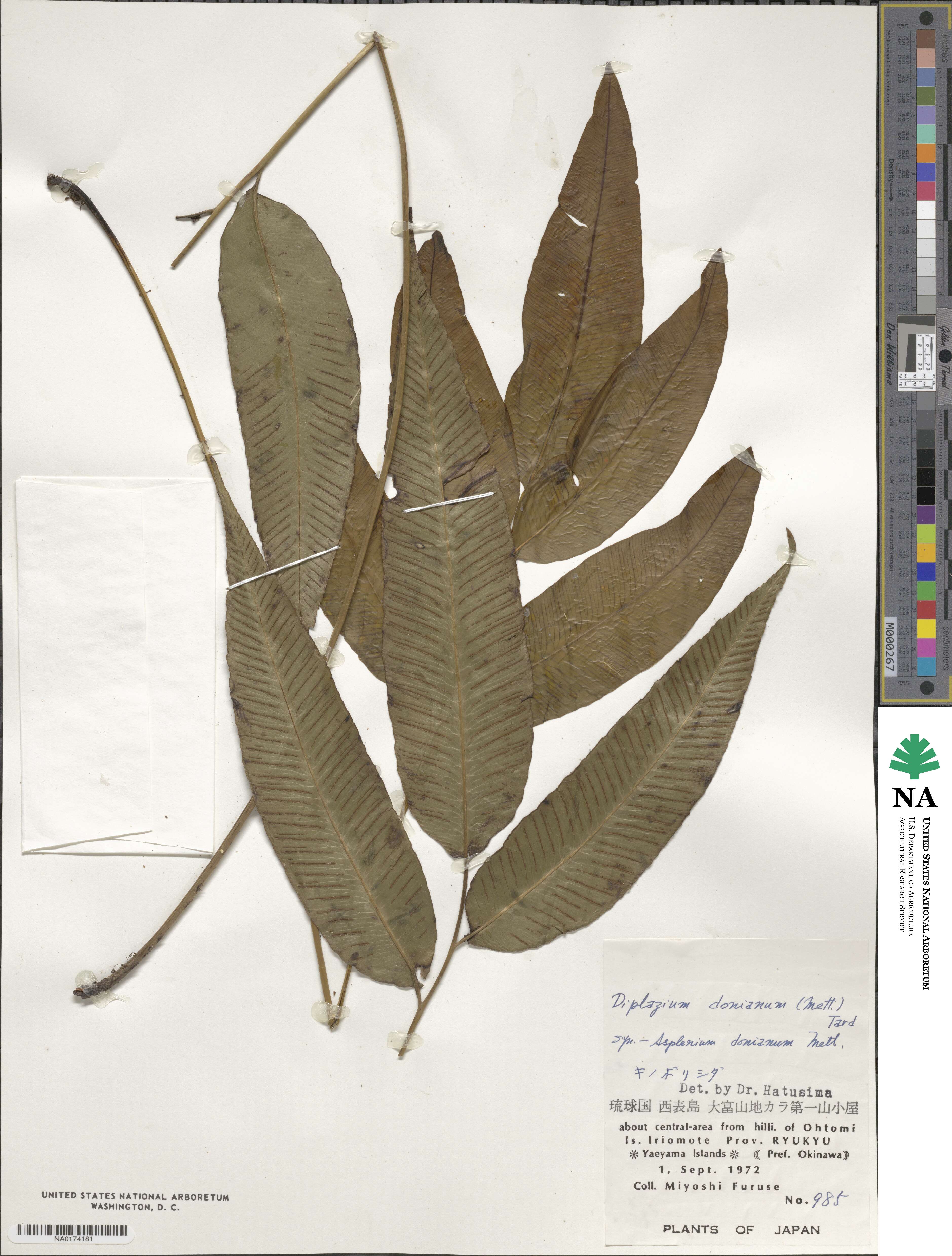 Diplazium donianum image