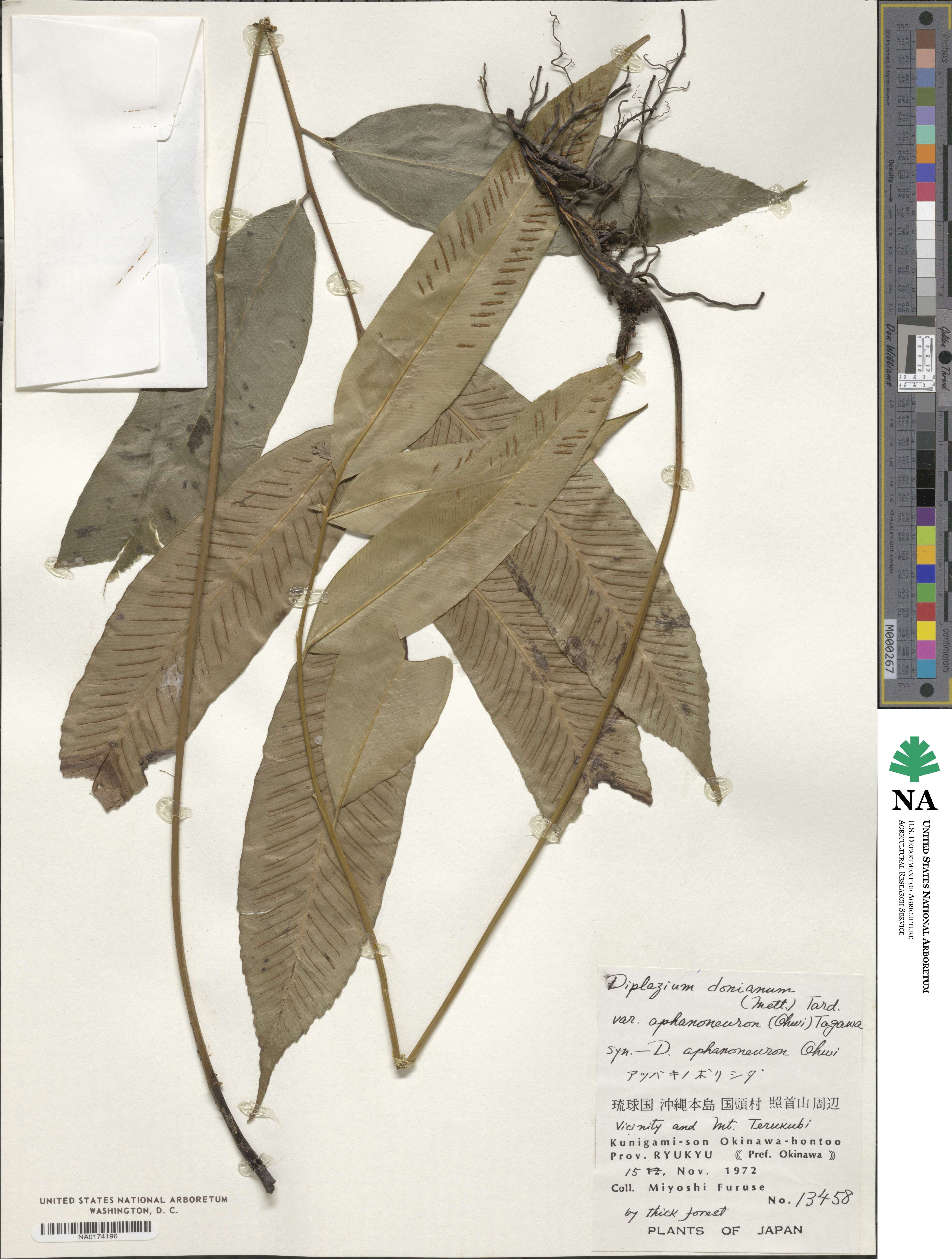 Diplazium aphanoneuron image