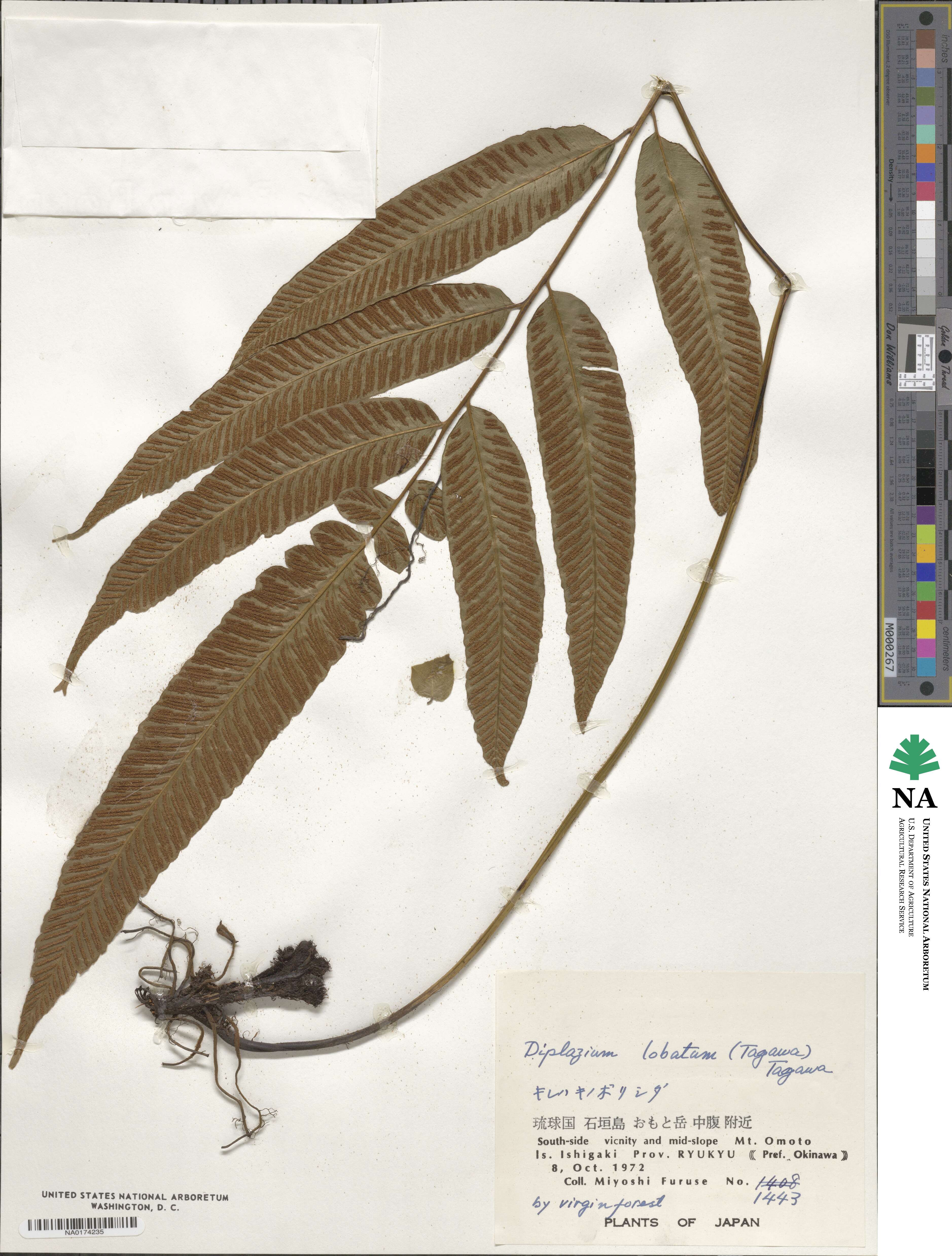 Diplazium image