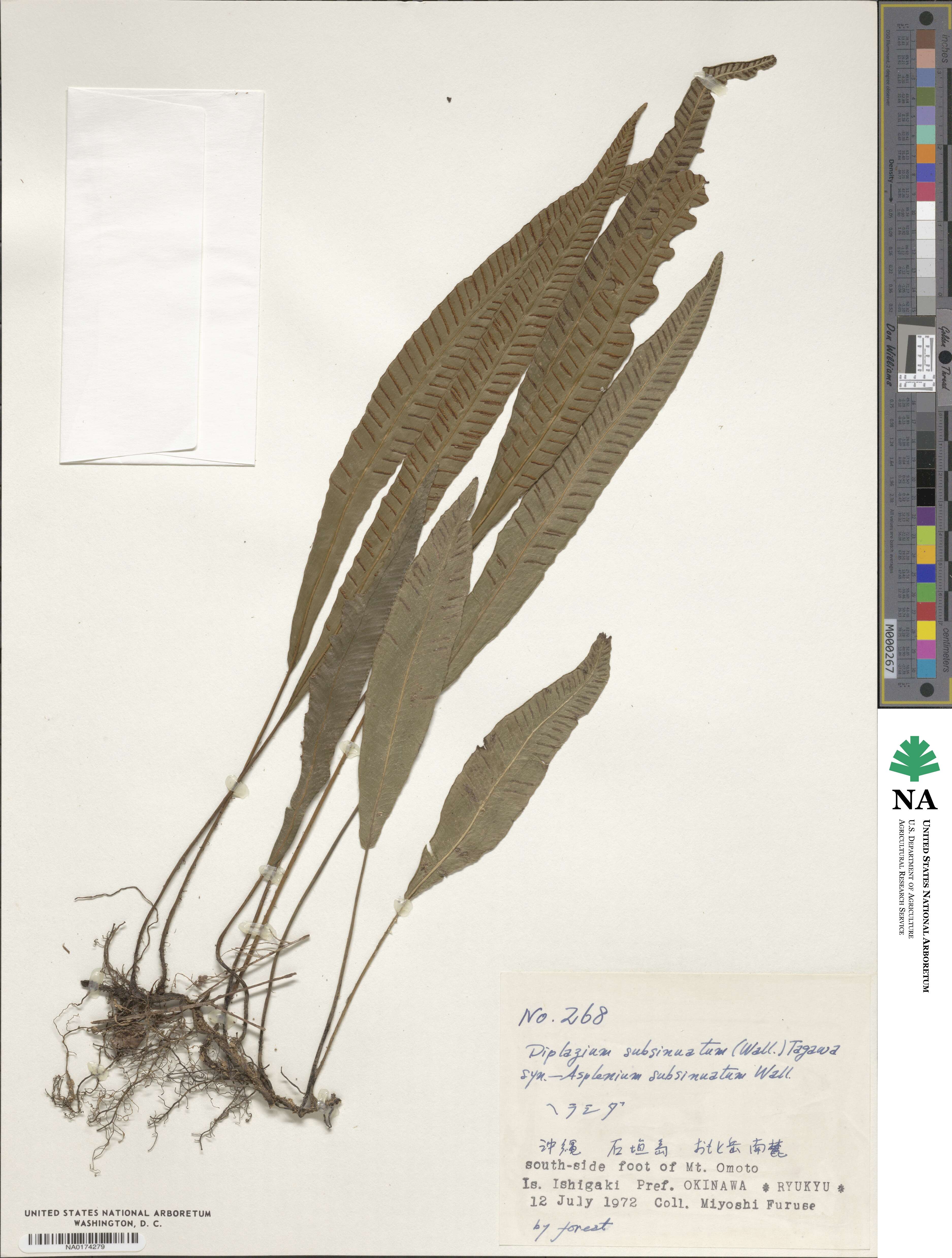 Deparia lancea image