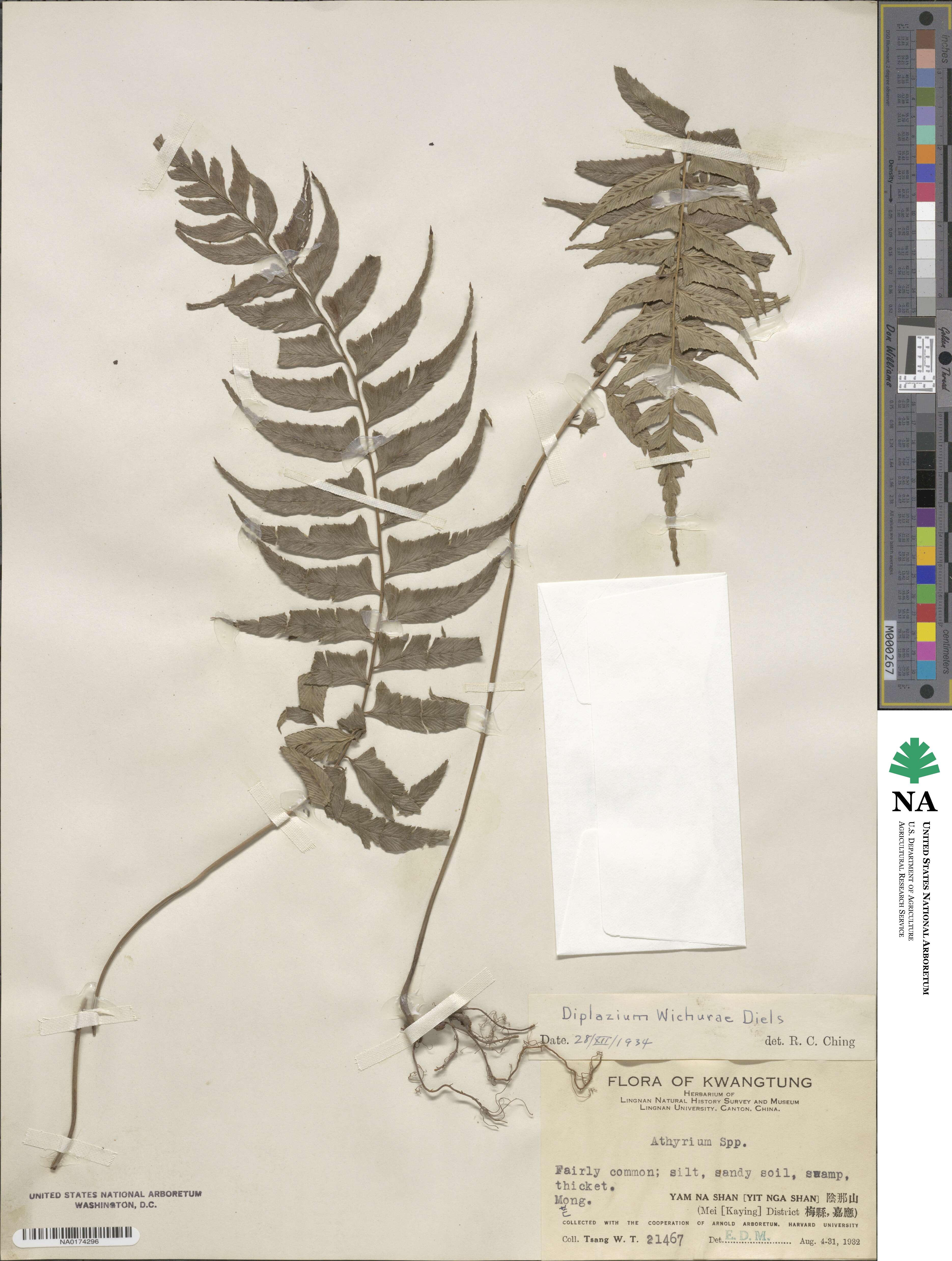 Diplazium wichurae image