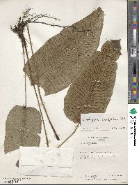 Image of Diplazium cordifolium