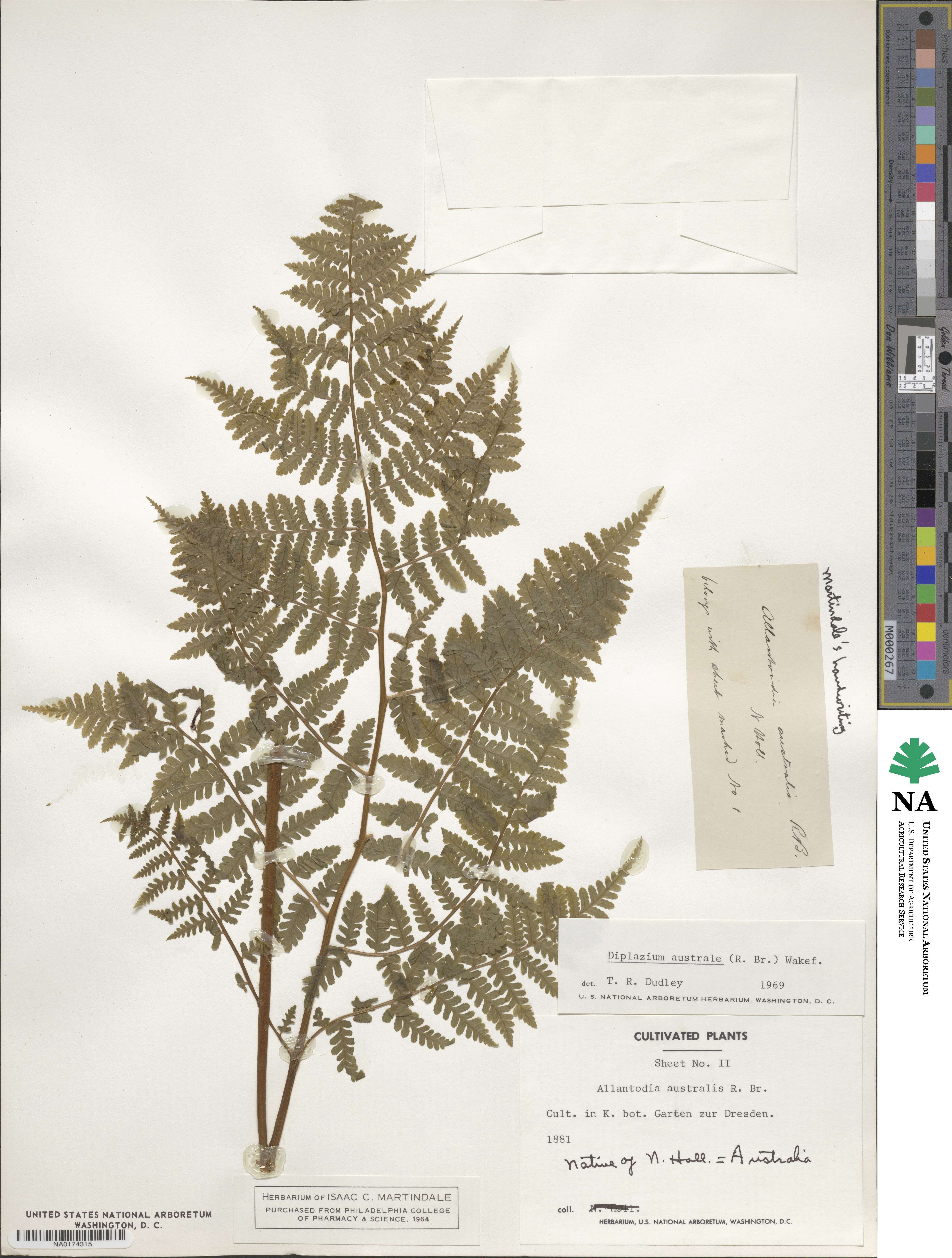 Diplazium australe image