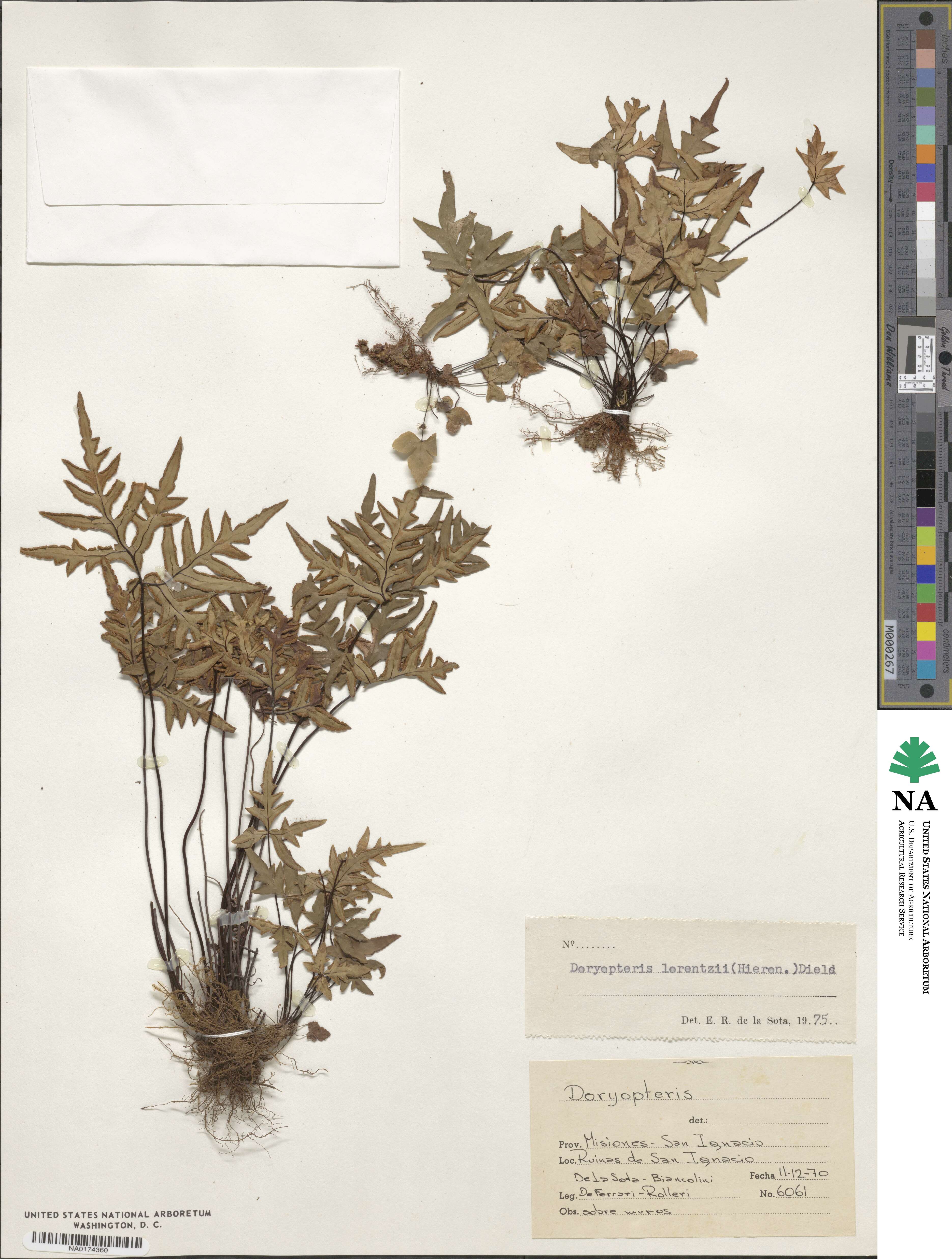 Doryopteris lorentzii image