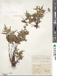 Image of Doryopteris lorentzii