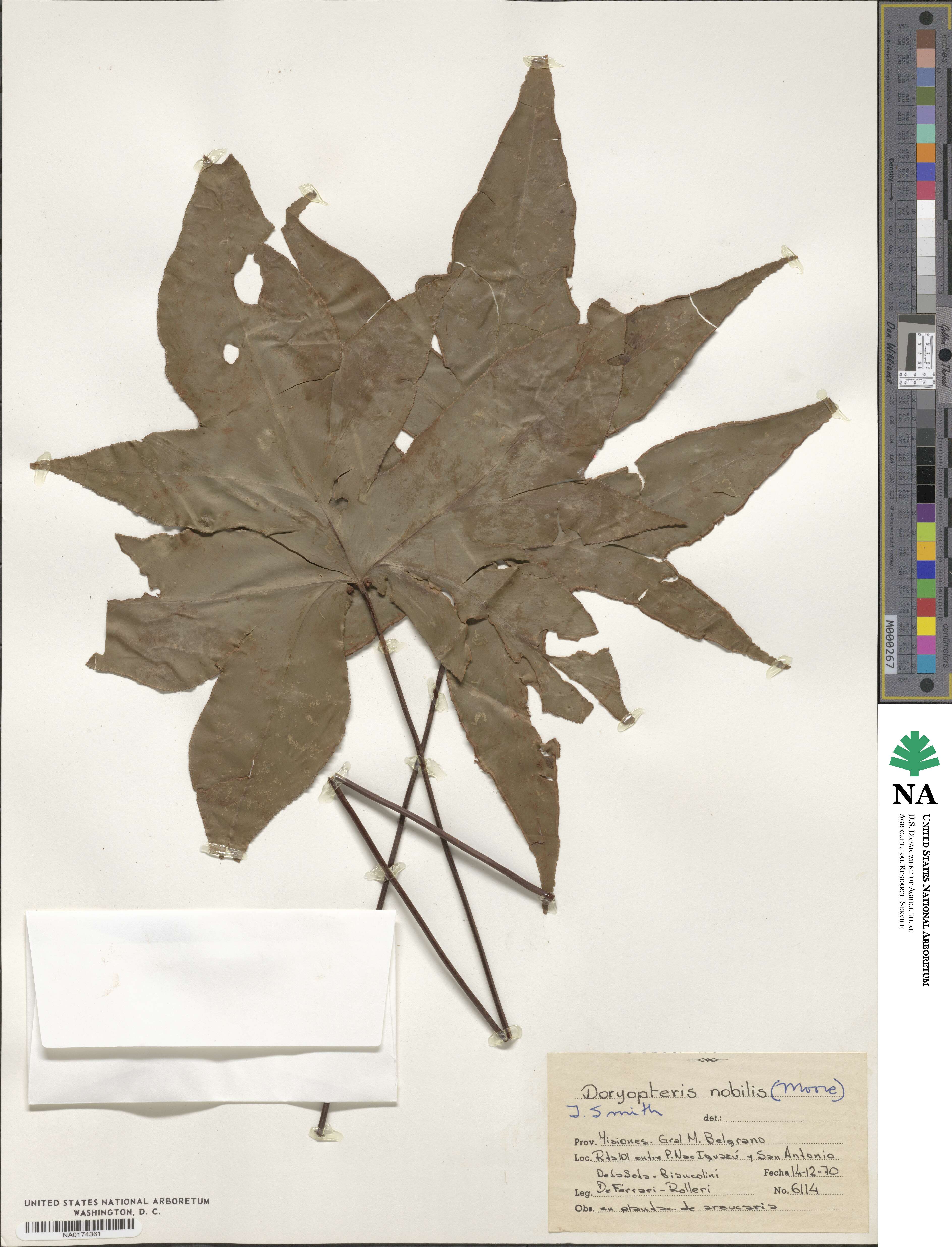 Doryopteris nobilis image