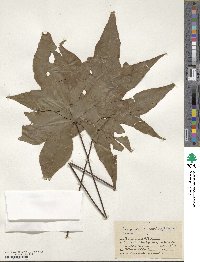 Image of Doryopteris nobilis