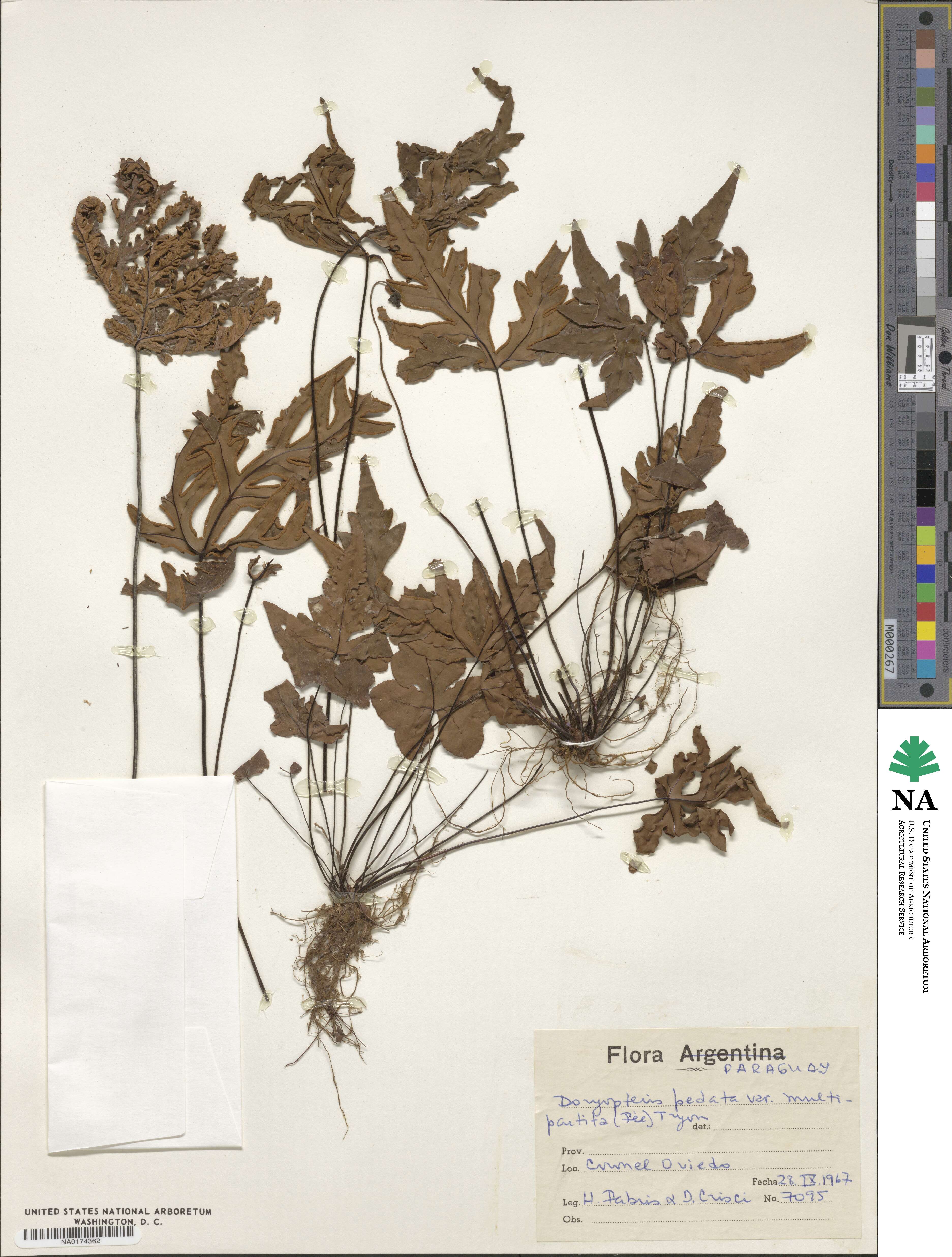 Doryopteris raddiana image