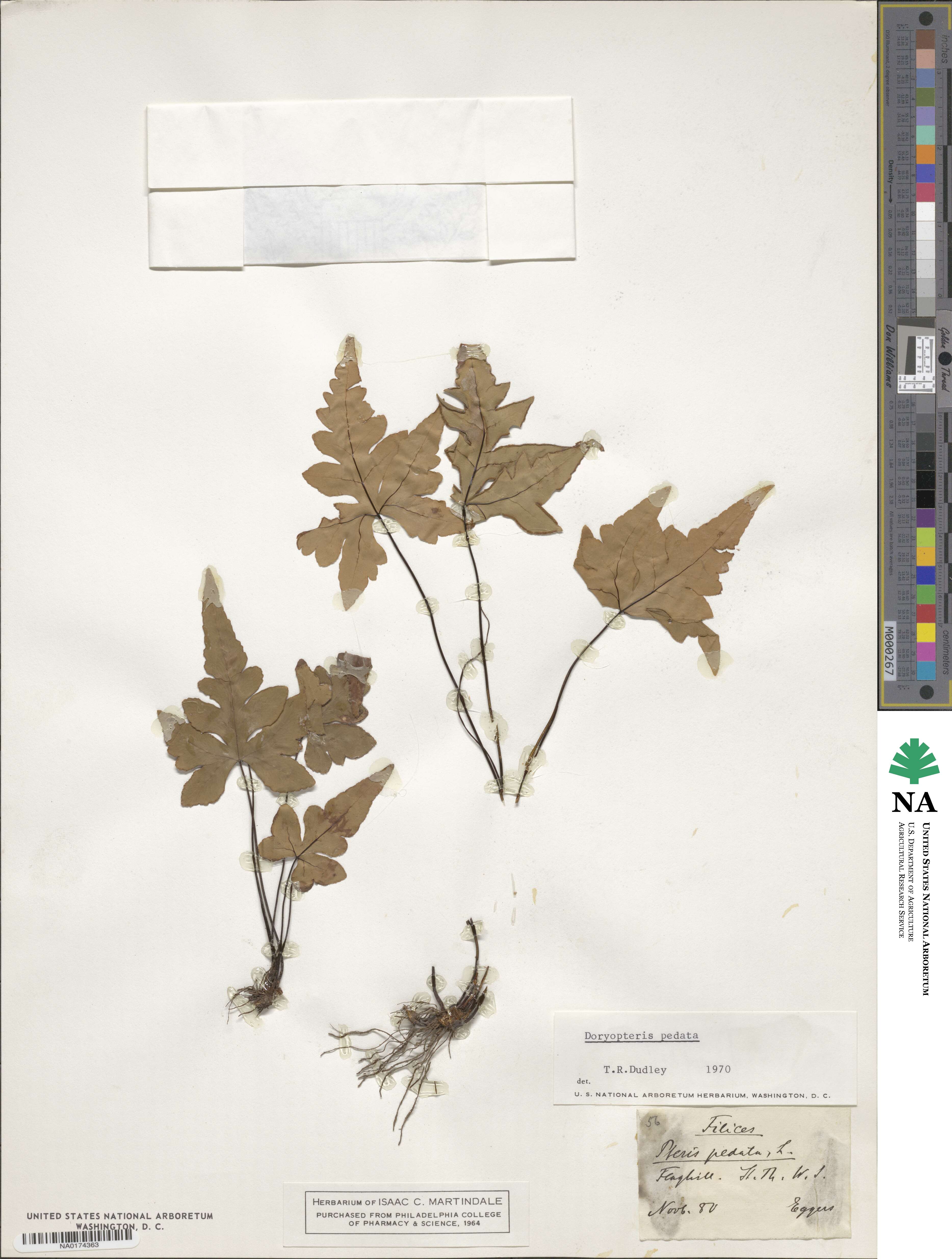 Doryopteris image