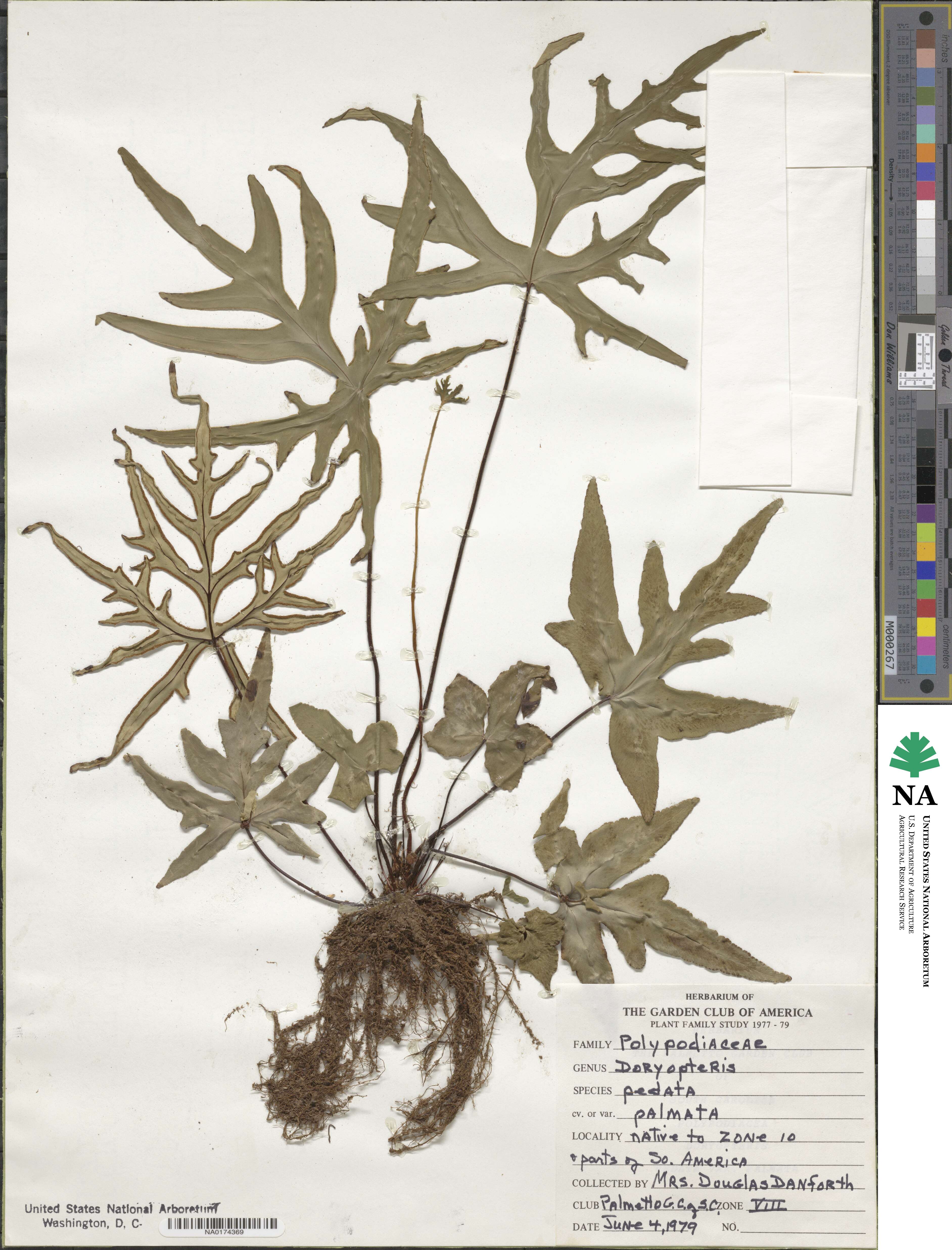 Doryopteris pedata image