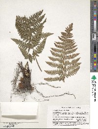 Dryopteris arguta image