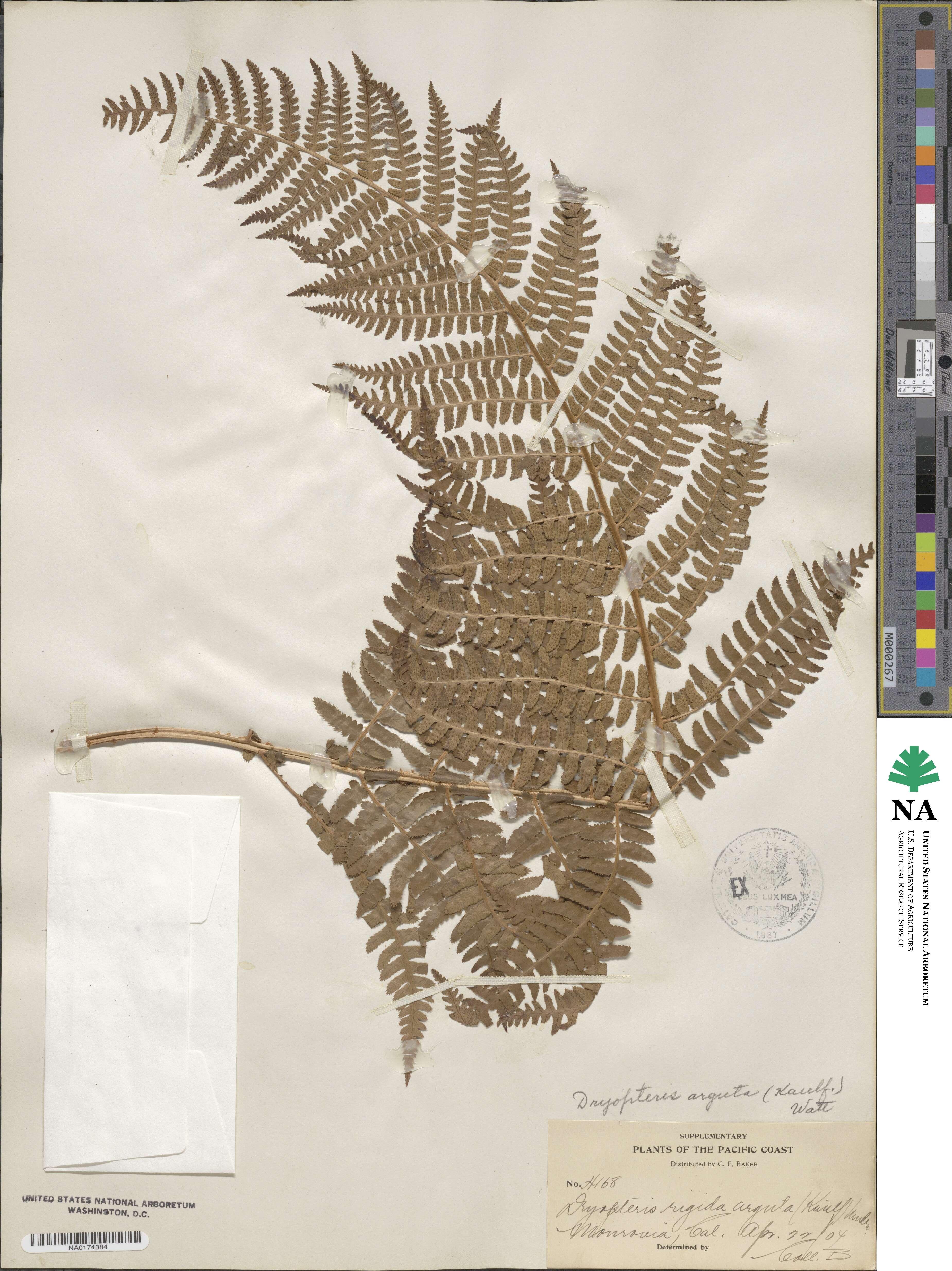 Dryopteris arguta image