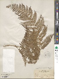 Dryopteris arguta image