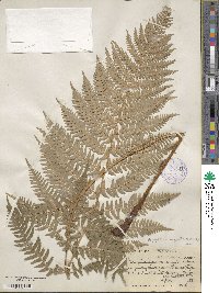 Dryopteris arguta image