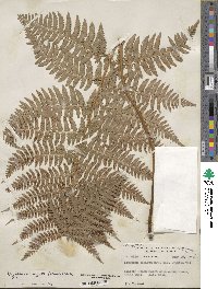 Dryopteris arguta image