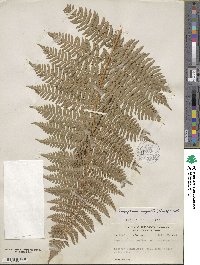 Dryopteris arguta image