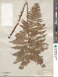 Dryopteris arguta image