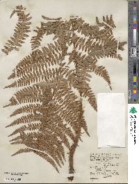 Dryopteris arguta image