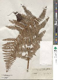 Dryopteris arguta image