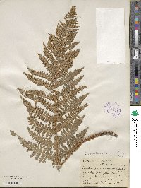 Dryopteris arguta image