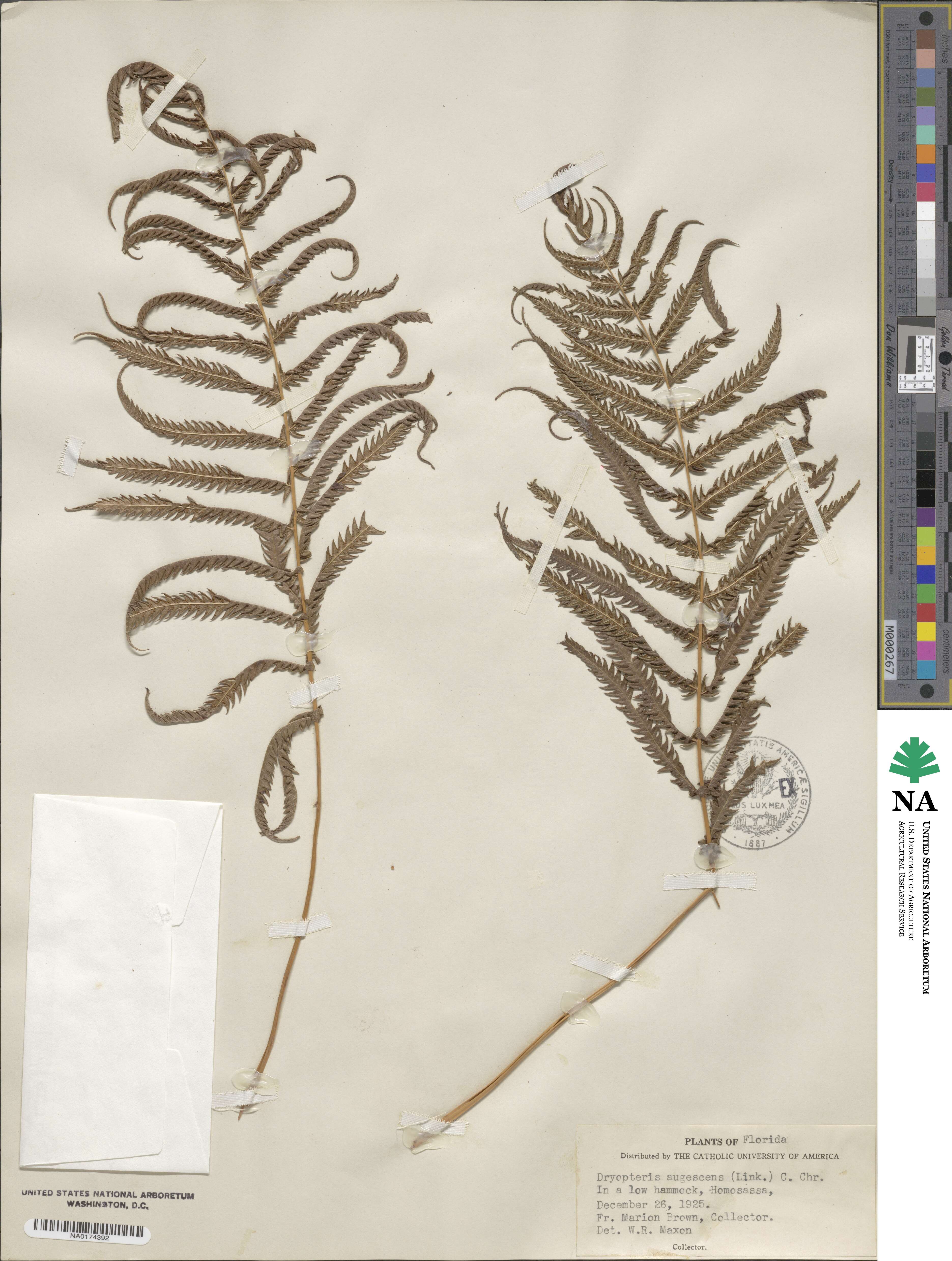 Pelazoneuron augescens image